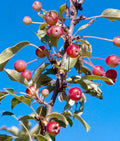 Adirondack Crabapple Seeds - 25+ Pack for Garden Planting, Malus coronaria, Wildlife Attracting, Easy to Grow, USA Grown