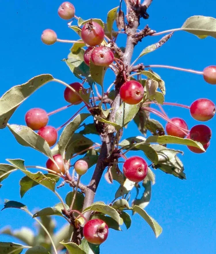 Adirondack Crabapple Seeds - 25+ Pack for Garden Planting, Malus coronaria, Wildlife Attracting, Easy to Grow, USA Grown
