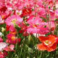 Shirley Poppy Seeds Mix | Pink Red Wildflower Seeds | Papaver rhoeas | Easy to Grow, Pollinator Attracting, Wildflower Garden