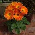 Majorette Gerbera Daisy Seeds - 200+ Count, Vibrant Colors, Gerbera jamesonii, Garden Planting, Easy to Grow, Non-GMO, Full Sun