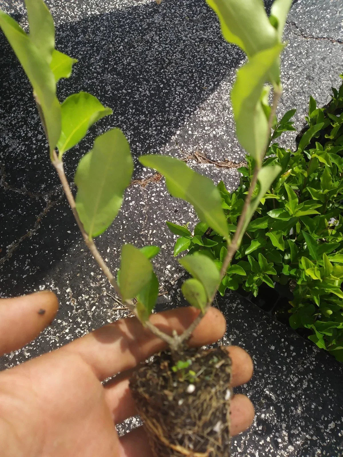 Barbados Acerola Cherry Tree Plants 3-Pack | Pesticide-Free Malpighia emarginata | Compact Tropical Fruit Plants