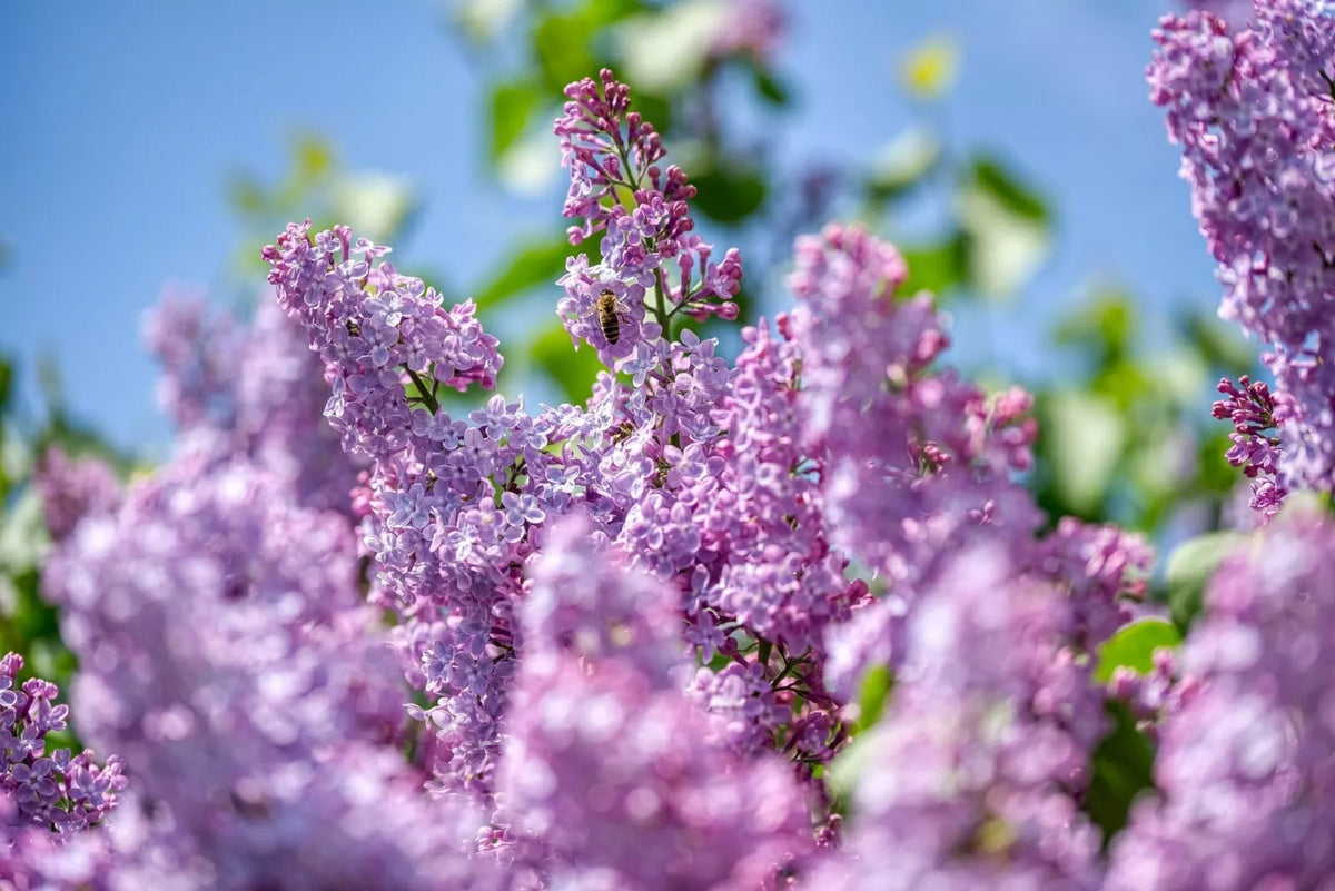 Purple Lilac Shrub Seeds - Syringa villosa - 20 Pack, Fragrant Flowering Plant for Gardens, Hedges & Borders