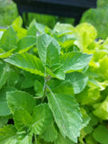 Holy Basil Seeds - Green Leaf, NON-GMO Rama Tulsi, Organic Ayurvedic Herb, Medicinal Plant, Gardening Seeds