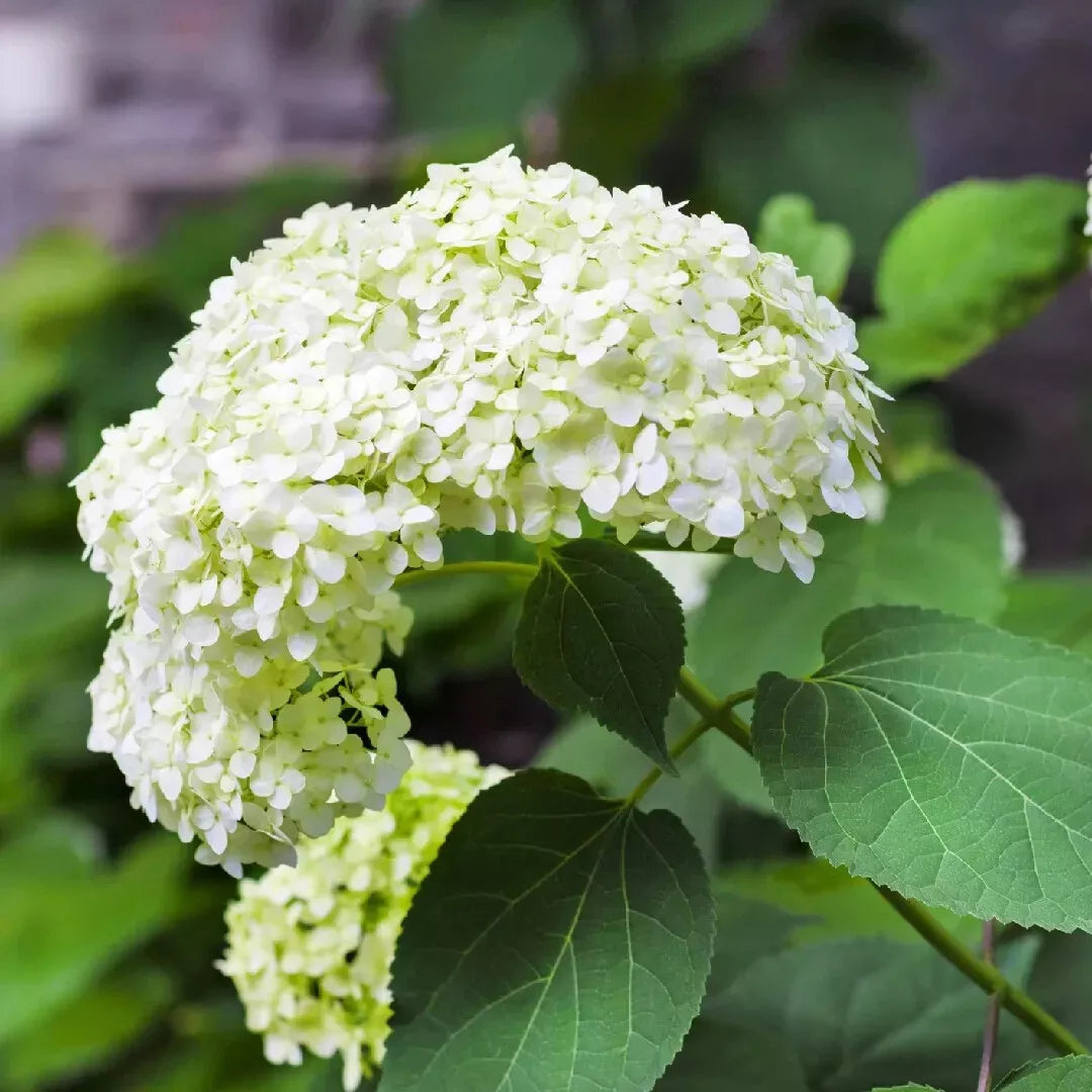 Hydrangea Starter Plant - White Blooms - Arborescens - Shade-Tolerant Perennial Shrub
