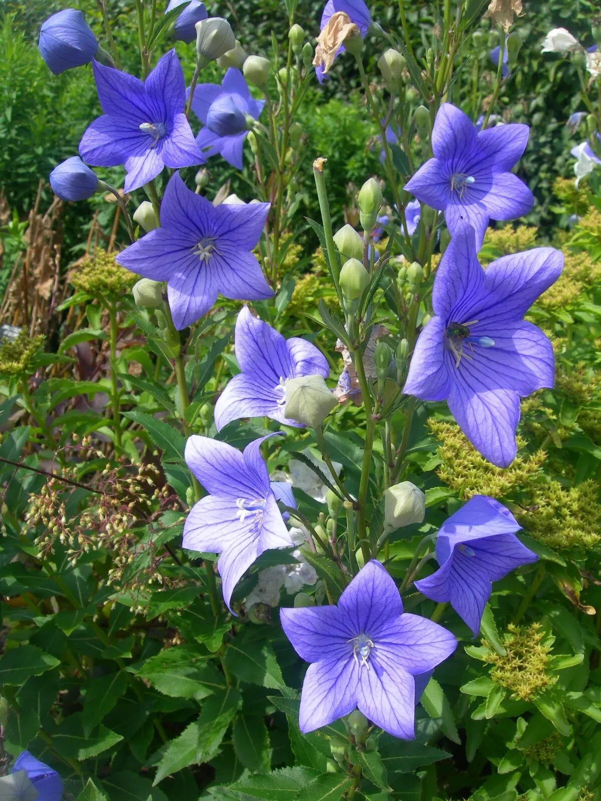 Balloon Flower Seeds 1,000 Count - Toraji Variety - Platycodon grandiflorus Non-GMO, Perennial, Vibrant Blooms, Easy to Grow