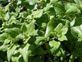Heirloom Spinach Seeds, Non-GMO, New Zealand Variety, 100+ Seeds, Tasty Green Leafy Vegetable, Tetragonia expansa