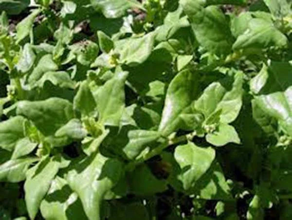Heirloom Spinach Seeds, Non-GMO, New Zealand Variety, 100+ Seeds, Tasty Green Leafy Vegetable, Tetragonia expansa