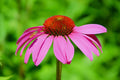 Purple Coneflower Seeds 250+ Pack | Echinacea purpurea Butterfly Garden Seeds | Native Wildflower Seeds for Pollinators