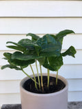 Coffee Arabica Potted Plant | Live Indoor Coffea Arabica Shrub in 6-Inch Pot