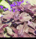 Shiso Seeds Purple Perilla Frutescens Culinary Herb Frilled Leaves Red Mint Aroma 350-5600 Seeds