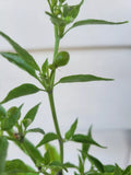 Chile Pequin Hot Pepper Plant - Capsicum annuum - Compact Starter Plant for Spicy Peppers