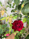 Dark Maroon Rose Cuttings, 6 Inch Long, Fragrant, Rosa spp. Garden Propagation, No Roots