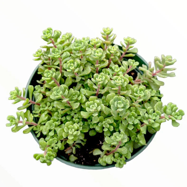 Sedum Versadense Korean Succulent Plant 2 Inch | Indoor Outdoor Garden Decor
