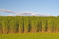 Switchgrass Seeds 1,000 Count - Panicum virgatum Prairie Grass for Landscaping & Erosion Control