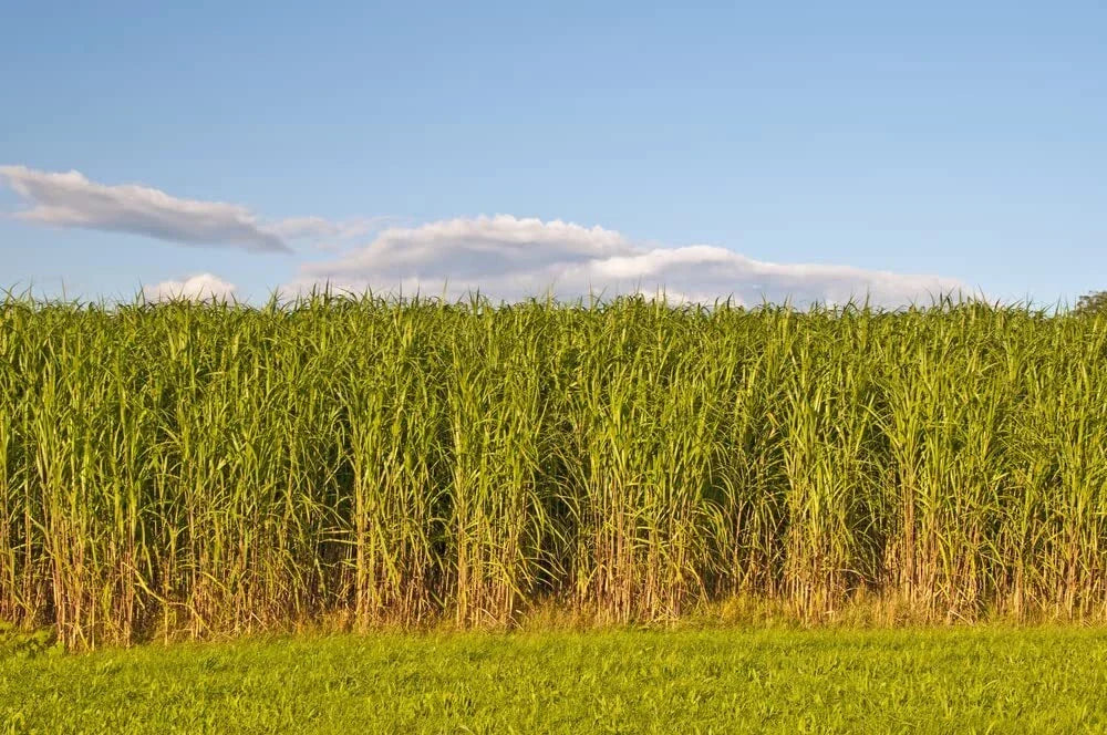 Switchgrass Seeds 1,000 Count - Panicum virgatum Prairie Grass for Landscaping & Erosion Control
