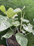 Variegated Monstera Plant - Monstera Deliciosa Variegata in 6-Inch Pot - Indoor Tropical Houseplant