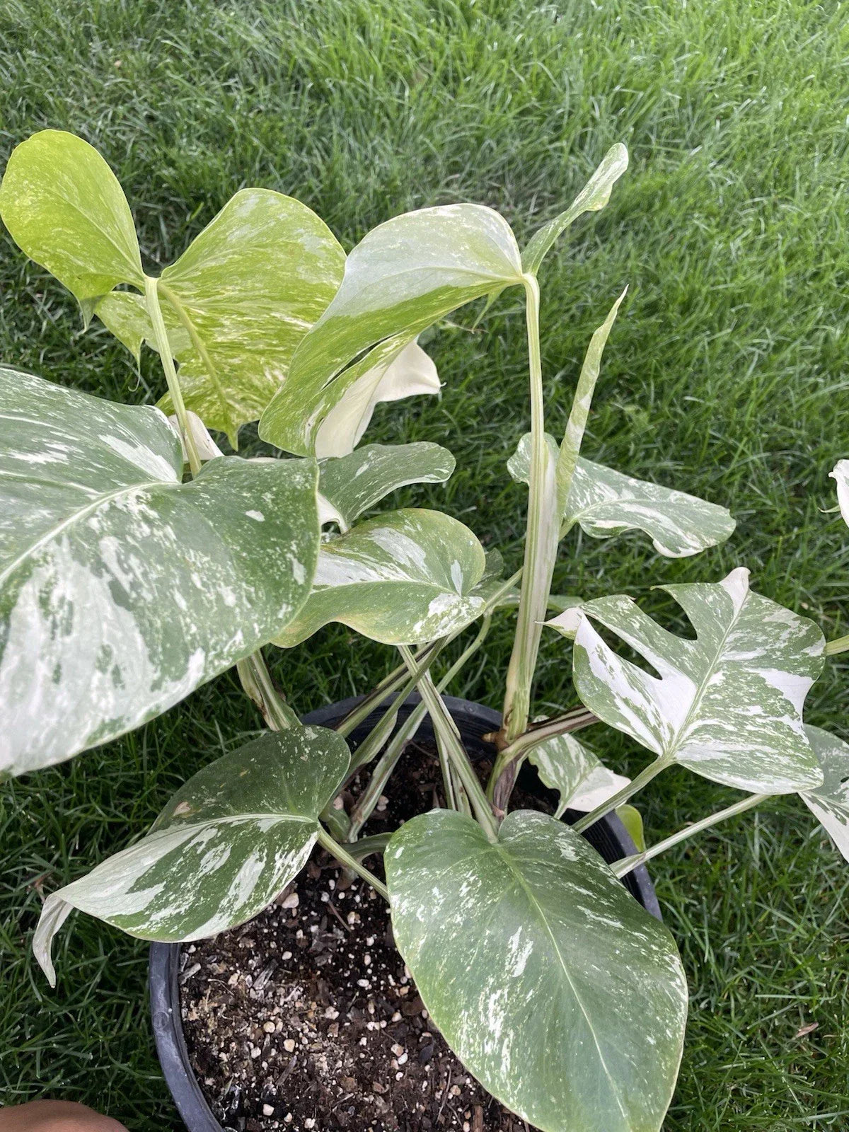 Variegated Monstera Plant - Monstera Deliciosa Variegata in 6-Inch Pot - Indoor Tropical Houseplant
