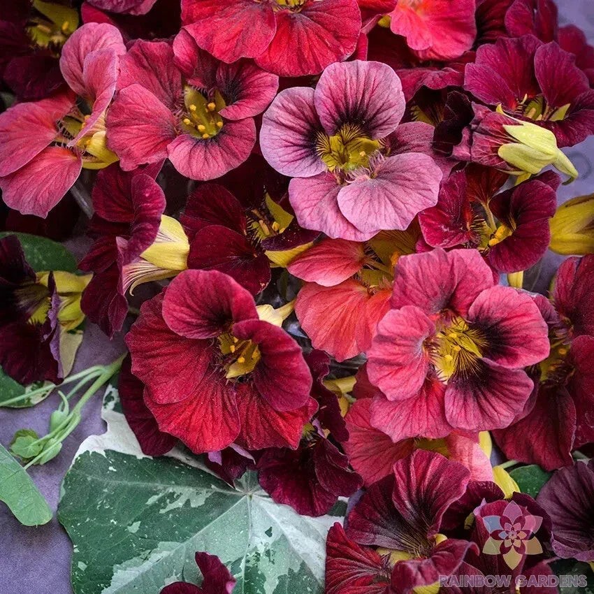 Nasturtium Seeds - Pack of 50+ Alaska Red Shades - Tropaeolum majus - Edible Flowers, Garden Planting Seeds for Pollinators