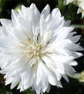 White Bachelor's Button Seeds - Centaurea cyanus, 100+ Premium Seeds for Cut Flowers & Garden Borders