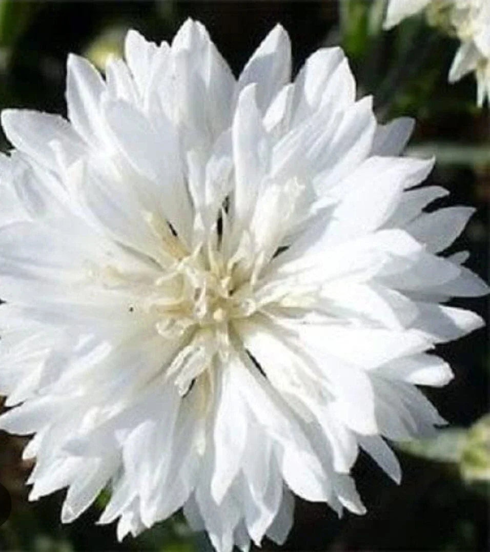 White Bachelor's Button Seeds - Centaurea cyanus, 100+ Premium Seeds for Cut Flowers & Garden Borders