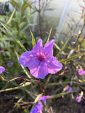 Flowering Mexican Petunia Cuttings - 12 Unrooted Stems Ruellia simplex
