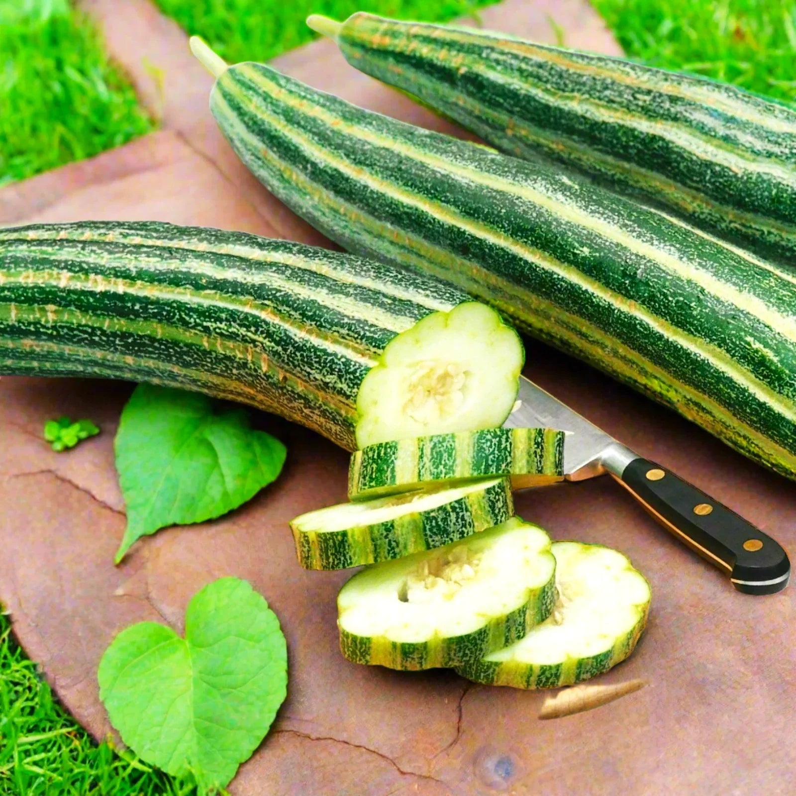 Striped Armenian Cucumber Seeds | Painted Serpent Persian Snake Seeds | Cucumis melo var. flexuosus, Organic, Non-GMO