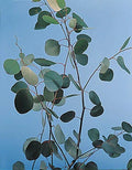 Eucalyptus Silver Dollar Seeds - 250 Count, Aromatic, Drought-Tolerant, Eucalyptus cinerea, Garden & Landscape Plant