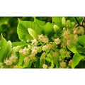 Littleleaf Linden Tree Bare Root - Tilia cordata - Deciduous Shade Tree for Landscaping and Urban Gardens