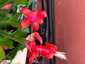 Red Schlumbergera Truncata Christmas Cactus Cuttings - 3 Unrooted Propagation Plants, Indoor Garden, Holiday Flowering
