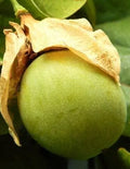 Passiflora Maliformis Seeds, Sweet Calebash Passion Flower, Edible Fruit, Climbing Vine, 25 Count