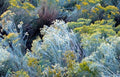 Rubber Rabbitbrush Seeds - 100 Count - Drought-Tolerant Perennial - Chrysothamnus nauseosus for Xeriscaping and Pollinator Gardens