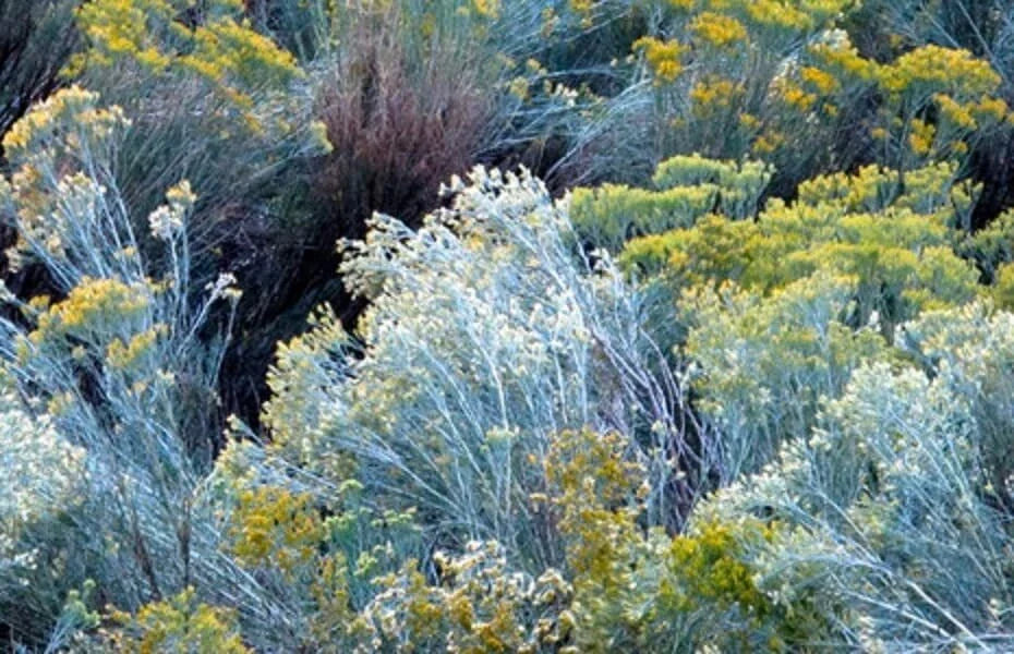 Rubber Rabbitbrush Seeds - 100 Count - Drought-Tolerant Perennial - Chrysothamnus nauseosus for Xeriscaping and Pollinator Gardens