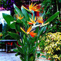 Orange Bird of Paradise Seeds – Strelitzia reginae Tropical Crane Flower, Exotic Garden Plant, 10+ Seeds