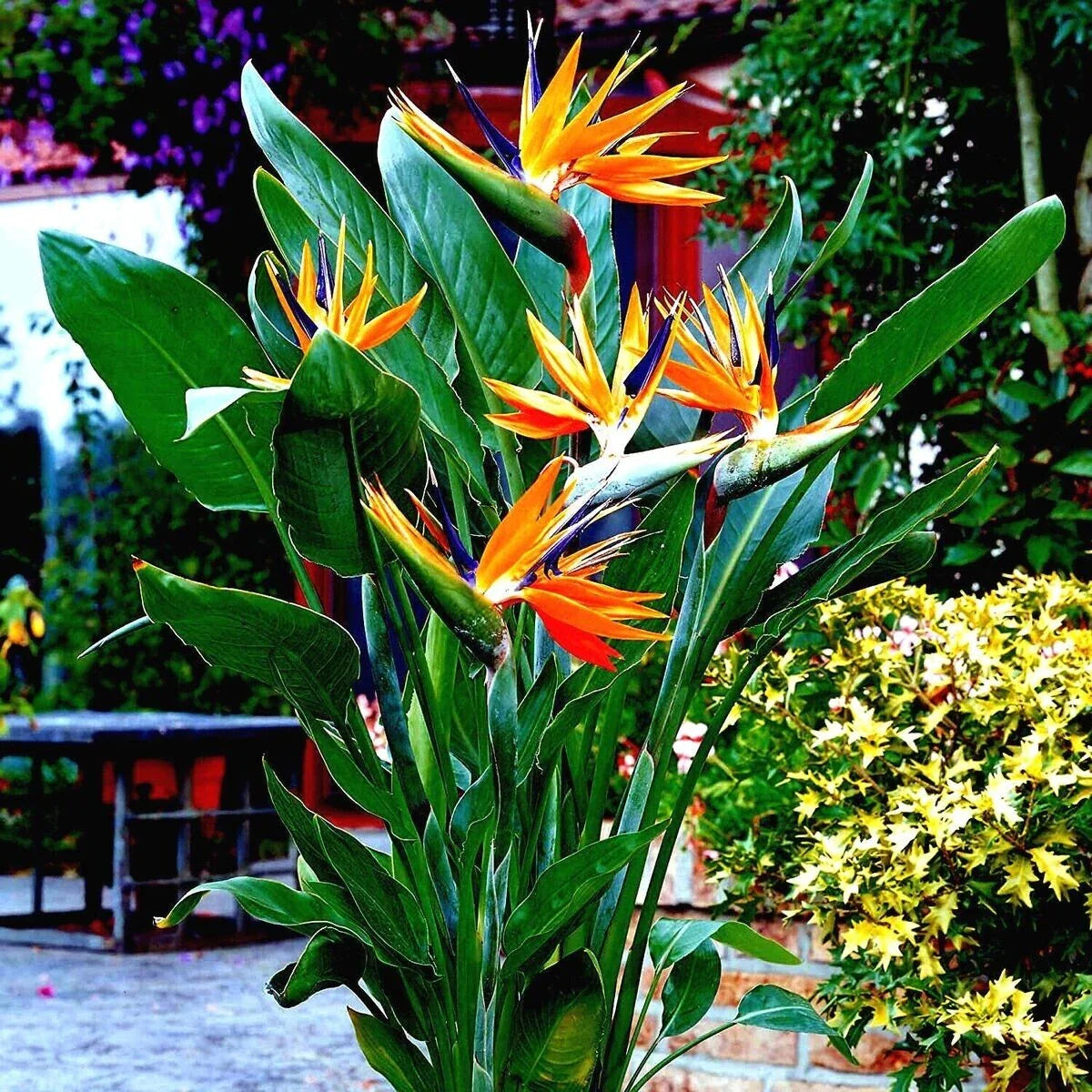 Orange Bird of Paradise Seeds – Strelitzia reginae Tropical Crane Flower, Exotic Garden Plant, 10+ Seeds