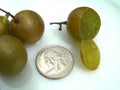 Organic Carlos Muscadine Grape Seeds - 100 Count, Large Bronze, Vitis rotundifolia, Edible Fruit, Home Garden, Vine, Fruit Seeds