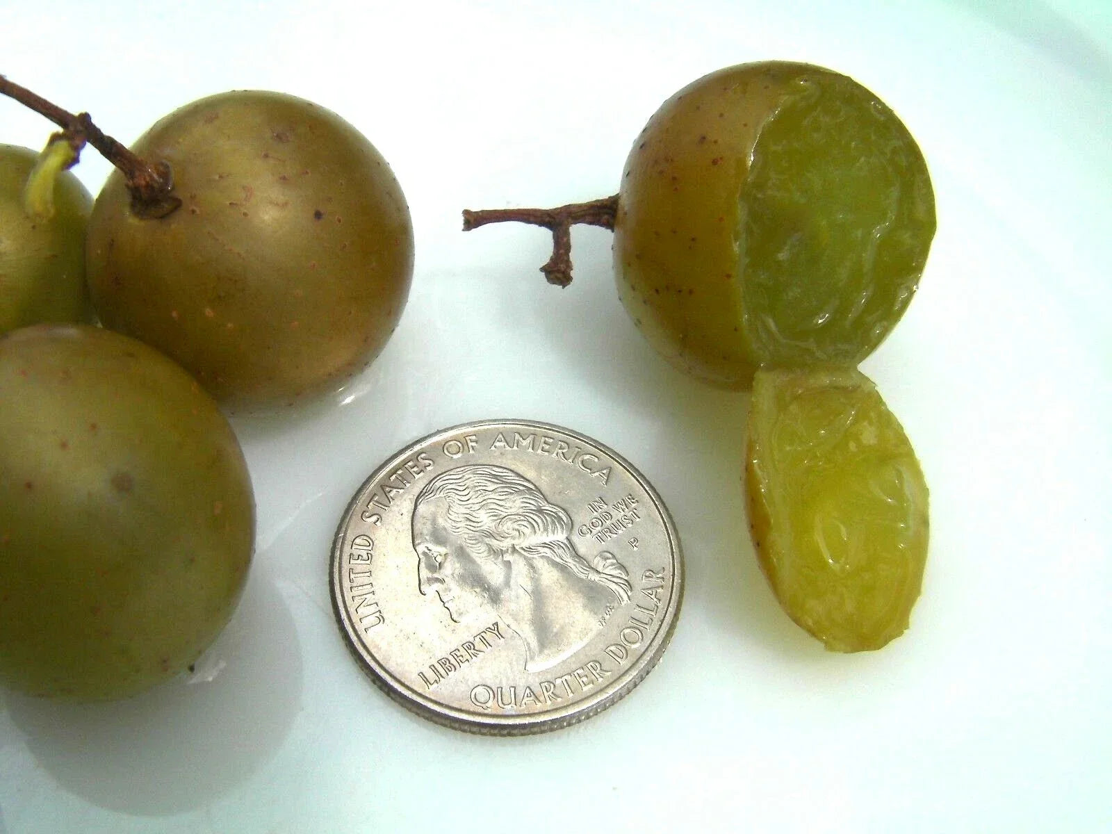 Organic Carlos Muscadine Grape Seeds - 100 Count, Large Bronze, Vitis rotundifolia, Edible Fruit, Home Garden, Vine, Fruit Seeds