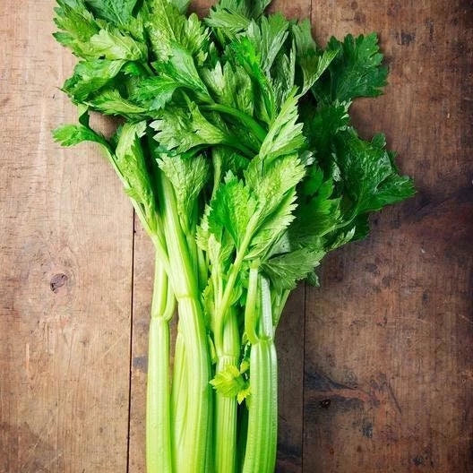 Utah Celery Seeds Non-GMO Heirloom Organic Apium graveolens for Home Gardens, Raised Beds & Containers