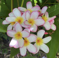 Rooted Pink Mist Plumeria Plant Cutting 18" | Plumeria obtusa
