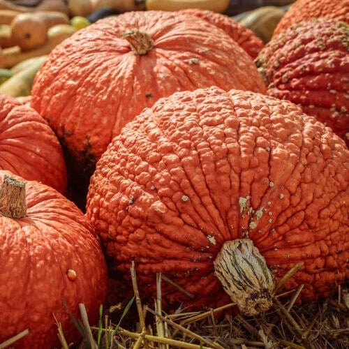 Red Warty Thing Pumpkin Seeds - 25+ Pack for Gardening, Cucurbita pepo, Unique Decorative & Culinary Pumpkins, USA Grown