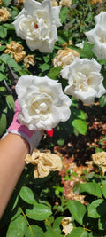 Queen Mary 2 Rose Cuttings - 4 Stems Heirloom Pink Fragrant Rosa 'Queen Mary 2' Garden Plant