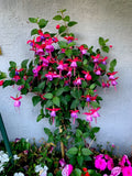 Live Blue Eyes Fuchsia Plants in 3-Inch Pots, Fuchsia magellanica, Upright Variety, Vibrant Blue and Purple Flowers