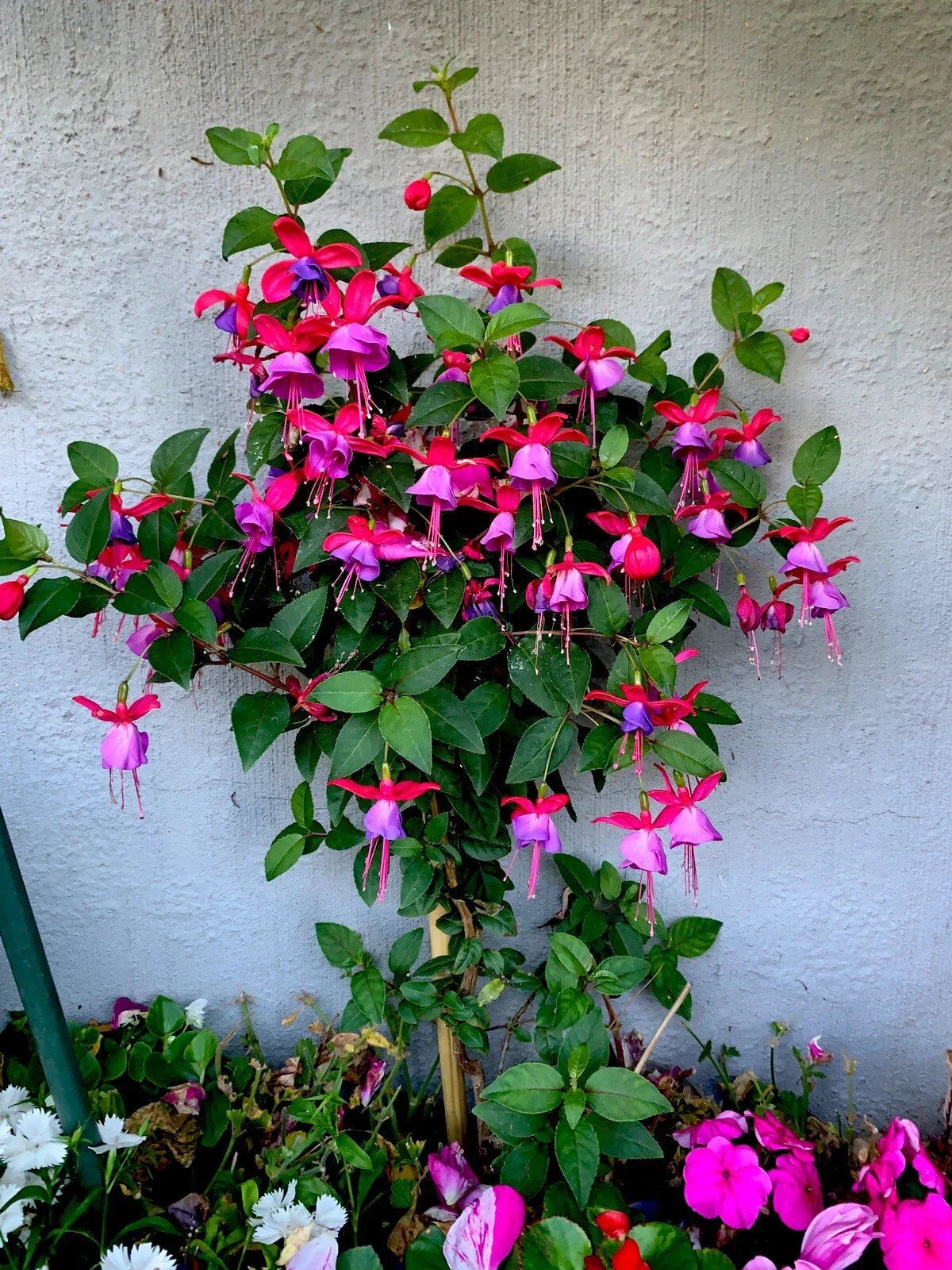 Live Blue Eyes Fuchsia Plants in 3-Inch Pots, Fuchsia magellanica, Upright Variety, Vibrant Blue and Purple Flowers