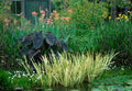 Sweet Flag Variegated Live Aquatic Plant - Marginal Starter Plant for Ponds & Water Gardens - Acorus calamus