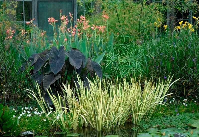 Sweet Flag Variegated Live Aquatic Plant - Marginal Starter Plant for Ponds & Water Gardens - Acorus calamus