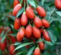 Goji Berry Seeds – Organic Lycium Barbarum Superfood for Home Garden, Pot or Ground Cultivation, 100 Seeds
