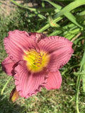 De Oro Daylily Starter Plant - Purple Red Pink Hemerocallis Bare Root