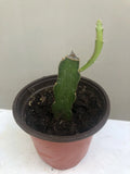 Rooted Red Dragon Fruit Plant in 6” Pot | Hylocereus costaricensis | Tropical Fruit Plant