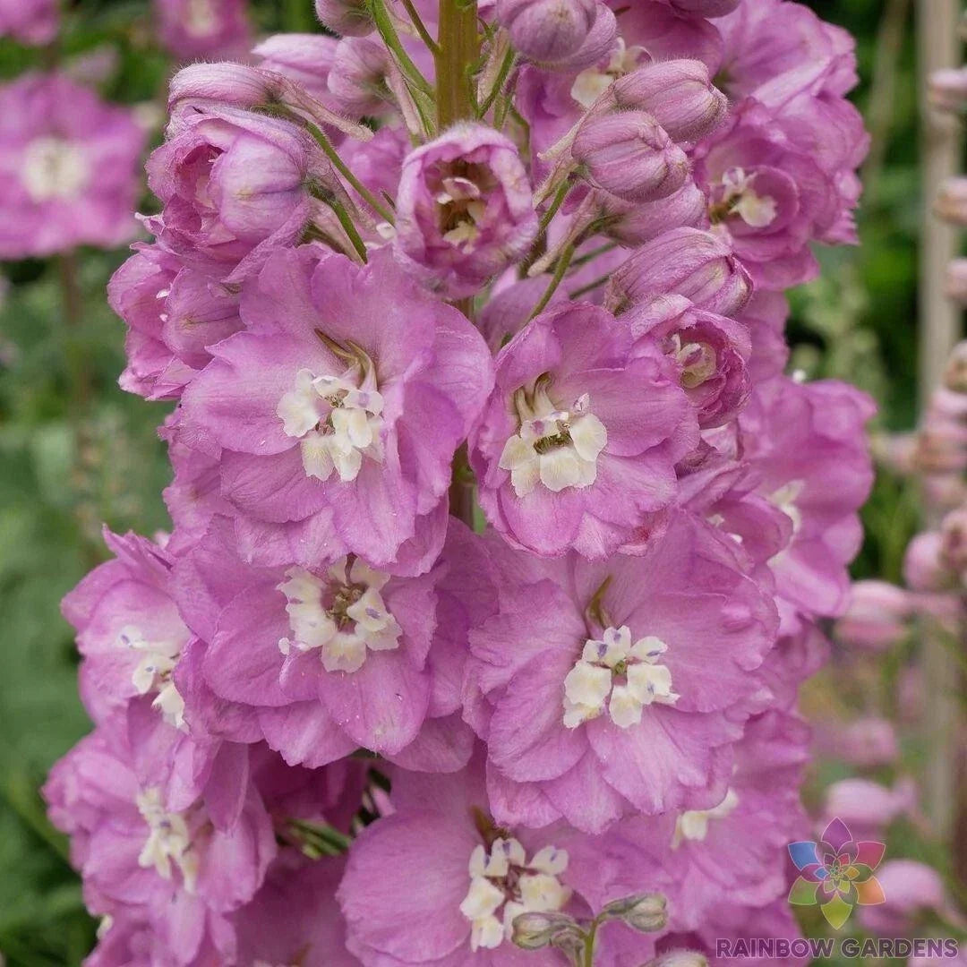 Guinevere Delphinium Seeds - 200+ Pack - Perennial Flower Seeds - Delphinium elatum - Blue Blooms - Garden, Border, Cut Flowers