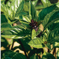 Cinnamon Basil Seeds - Organic Heirloom Non-GMO - Ocimum basilicum 'Cinnamon' - Culinary Herb, Pollinator Attractant