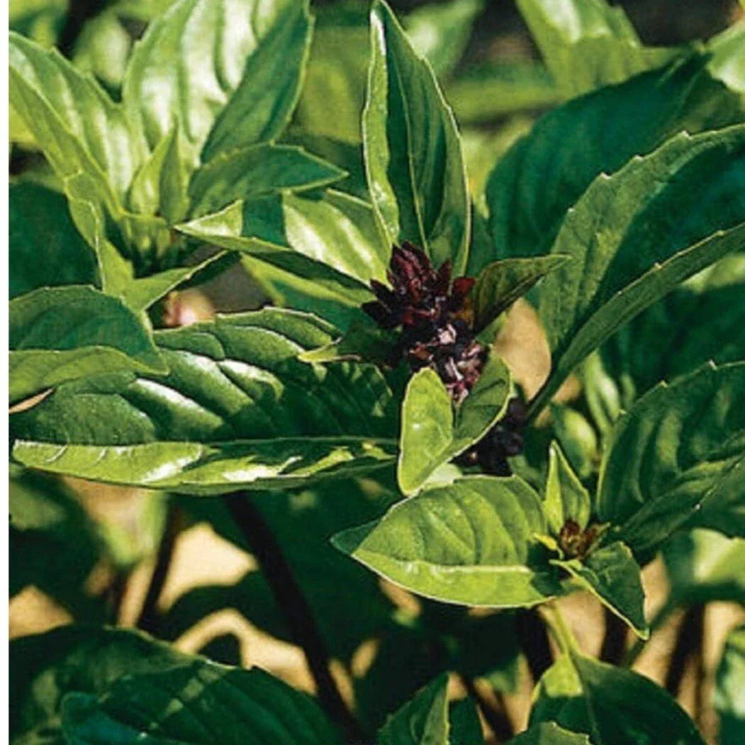 Cinnamon Basil Seeds - Organic Heirloom Non-GMO - Ocimum basilicum 'Cinnamon' - Culinary Herb, Pollinator Attractant